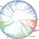 Illustration for article titled Scientists Have Drafted a Complete Tree of Life